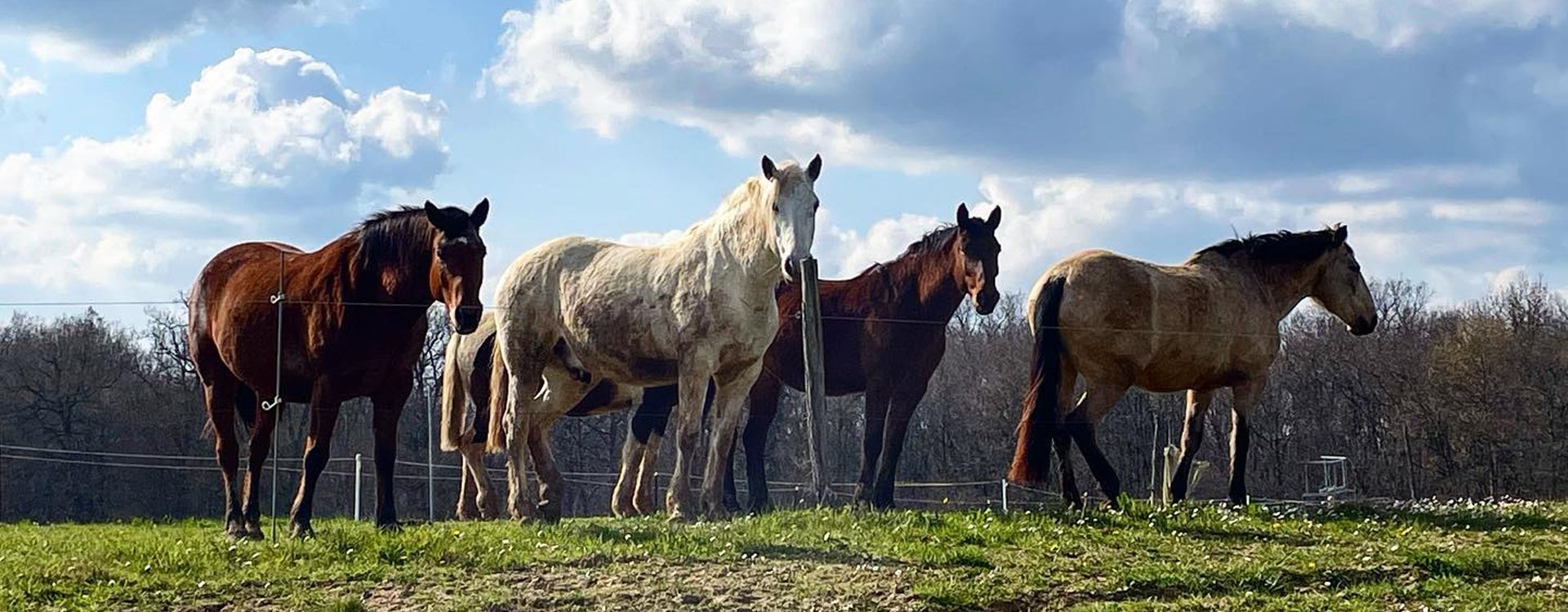 école équitation Lot-et-Garonne